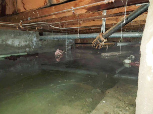 Best Flood damage cleanup  in Emerald Isle, NC