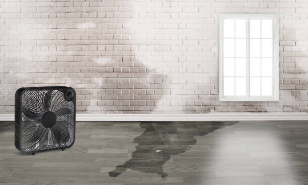 Best Carpet water damage restoration  in Emerald Isle, NC